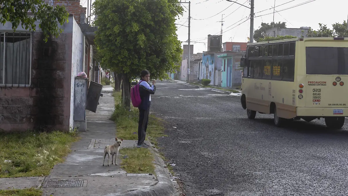 Vecinos piden a Control Animal y asociaciones rescatistas a evitar la matanza de animales callejeros.